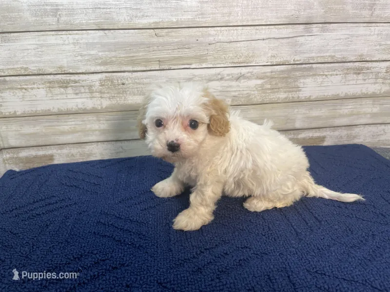Dolly – Cavachon puppy for sale in Fulton, KS