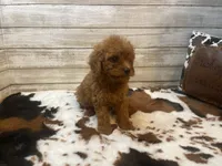 Spice, a female Cavapoo and Poodle - Miniature  for sale in Fulton, KS – 6 of 6