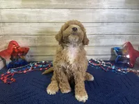 Spencer, a male Cavapoo and Cavalier King Charles Spaniel for sale in Fulton, KS – 2 of 7