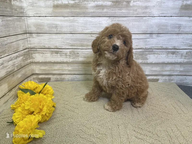 Spencer – Cavapoo, Cavalier King Charles Spaniel puppy for sale in Fulton, KS