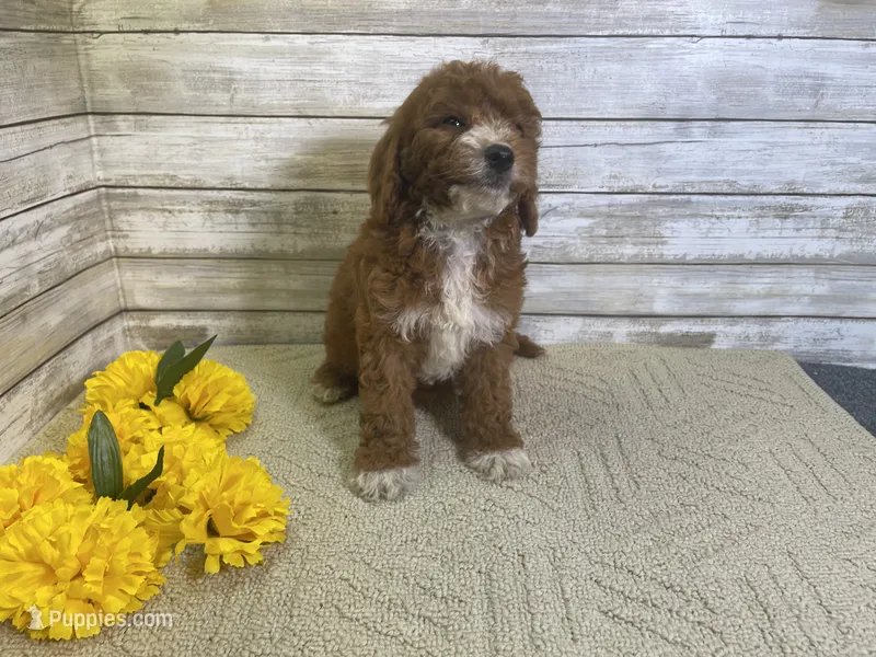 Sophie – Cavapoo, Cavalier King Charles Spaniel puppy for sale in Fulton, KS