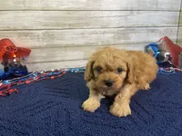 Sherman, a male Cavapoo and Cavalier King Charles Spaniel for sale in Fulton, KS – 7 of 8