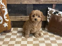 Bently, a male Cavapoo and Cavalier King Charles Spaniel for sale in Fulton, KS – 5 of 8