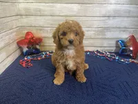 Stanley, a male Cavapoo and Cavalier King Charles Spaniel for sale in Fulton, KS – 7 of 7