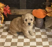 Author, a male Cavapoo and Cavalier King Charles Spaniel for sale in Fulton, KS – 5 of 5