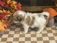 Jill, a female Cavalier King Charles Spaniel and Cavachon for sale in Fulton, KS – 2 of 5