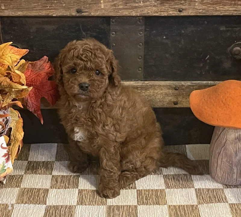 Annie – Cavapoo, Cavalier King Charles Spaniel puppy for sale in Fulton, KS