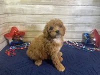 Stanley, a male Cavapoo and Cavalier King Charles Spaniel for sale in Fulton, KS – 6 of 7