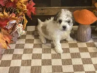 Jill, a female Cavalier King Charles Spaniel and Cavachon for sale in Fulton, KS – 5 of 5