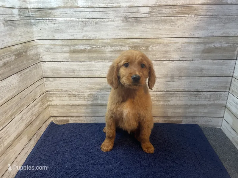 Grant – Golden Irish puppy for sale in Fulton, KS