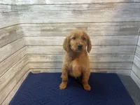Grant, a male Golden Irish for sale in Fulton, KS – 1 of 1