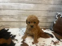 Sophie, a female Cavapoo and Poodle - Miniature  for sale in Fulton, KS – 3 of 6