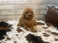 Stanley, a male Cavapoo and Poodle - Miniature  for sale in Fulton, KS – 7 of 7