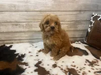 Scooter, a male Cavapoo and Poodle - Miniature  for sale in Fulton, KS – 5 of 8