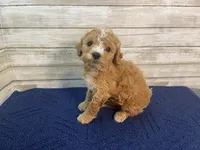 Greg, a male Cavapoo for sale in Fulton, KS – Photo 4 of 7