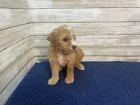 Greg, a male Cavapoo for sale in Fulton, KS – Photo 7 of 7