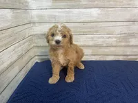 Greg, a male Cavapoo for sale in Fulton, KS – Photo 6 of 7