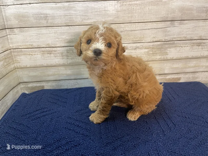 Greg – Cavapoo puppy for sale in Fulton, KS