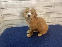 Greg, a male Cavapoo for sale in Fulton, KS – Photo 1 of 7