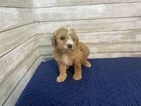 Greg, a male Cavapoo for sale in Fulton, KS – Photo 5 of 7