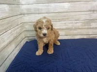 Greg, a male Cavapoo for sale in Fulton, KS – Photo 2 of 7