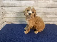 Greg, a male Cavapoo for sale in Fulton, KS – Photo 3 of 7