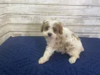 Diana, a female Cavapoo and Cavalier King Charles Spaniel for sale in Fulton, KS – 5 of 5