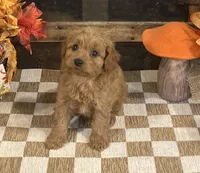 Axel, a male Cavapoo and Cavalier King Charles Spaniel for sale in Fulton, KS – 3 of 6