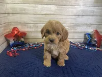 Sky, a female Cavapoo and Cavalier King Charles Spaniel for sale in Fulton, KS – 5 of 7