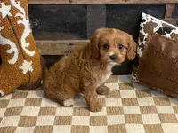 Duke, a male Cavapoo and Cavalier King Charles Spaniel for sale in Fulton, KS – 4 of 6