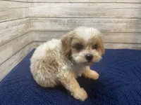 William, a male Cavapoo and Cavalier King Charles Spaniel for sale in Fulton, KS – 2 of 4