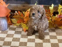 Molly, a female Cavapoo and Cavalier King Charles Spaniel for sale in Fulton, KS – 3 of 5