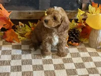 Max, a male Cavapoo and Cavalier King Charles Spaniel for sale in Fulton, KS – 6 of 6