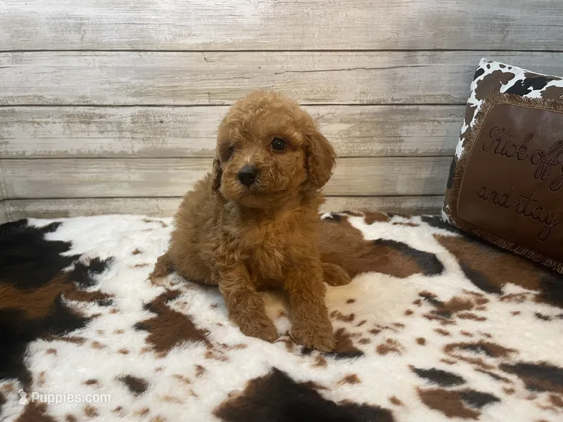 Stanley – Cavapoo, Poodle - Miniature  puppy for sale in Fulton, KS