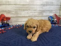 Sherman, a male Cavapoo and Cavalier King Charles Spaniel for sale in Fulton, KS – 1 of 8
