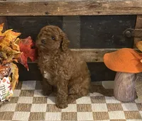 Annie, a female Cavapoo and Cavalier King Charles Spaniel for sale in Fulton, KS – 5 of 6