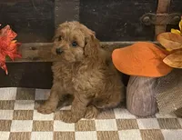 Axel, a male Cavapoo and Cavalier King Charles Spaniel for sale in Fulton, KS – 2 of 6