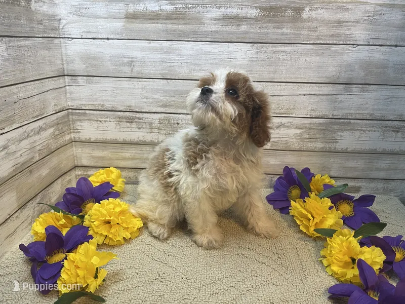 Diana – Cavapoo, Cavalier King Charles Spaniel puppy for sale in Fulton, KS