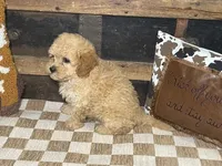 Buster, a male Cavapoo and Cavalier King Charles Spaniel for sale in Fulton, KS – 3 of 6
