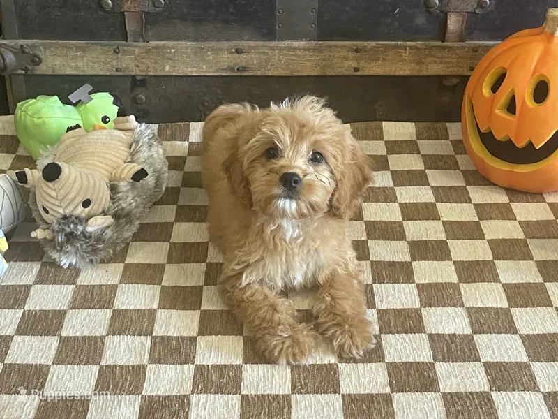 Scooter – Cavapoo, Poodle - Miniature  puppy for sale in Fulton, KS