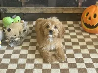 Scooter, a male Cavapoo and Poodle - Miniature  for sale in Fulton, KS – 1 of 6
