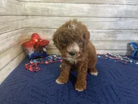 Sandy, a female Cavapoo and Cavalier King Charles Spaniel for sale in Fulton, KS – 4 of 8