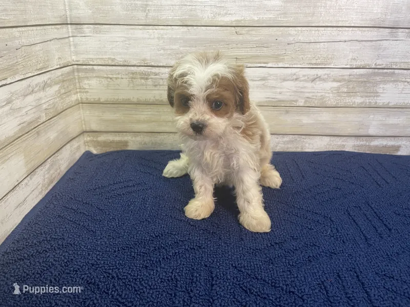 Diana – Cavapoo, Cavalier King Charles Spaniel puppy for sale in Fulton, KS
