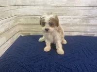 Diana, a female Cavapoo and Cavalier King Charles Spaniel for sale in Fulton, KS – 1 of 5