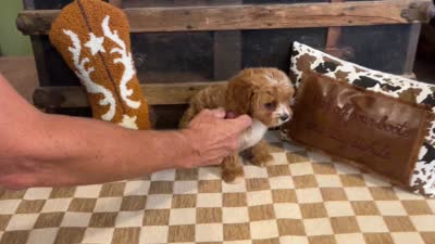 Dexter, a male Cavapoo and Cavalier King Charles Spaniel for sale in Fulton, KS – 6 of 6