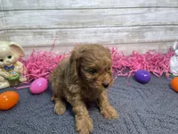 Molly, a female Cavapoo and Cavalier King Charles Spaniel for sale in Fulton, KS – Photo 2 of 5