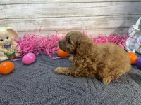 Molly, a female Cavapoo and Cavalier King Charles Spaniel for sale in Fulton, KS – Photo 5 of 5
