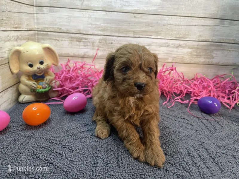 Molly – Cavapoo, Cavalier King Charles Spaniel puppy for sale in Fulton, KS