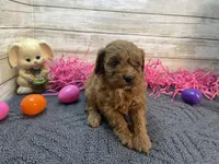 Molly, a female Cavapoo and Cavalier King Charles Spaniel for sale in Fulton, KS – Photo 1 of 5
