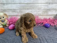Molly, a female Cavapoo and Cavalier King Charles Spaniel for sale in Fulton, KS – Photo 3 of 5